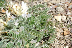 Astragalus testiculatus