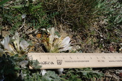 Astragalus testiculatus