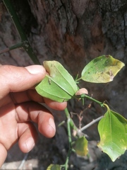 Sarcomphalus amole