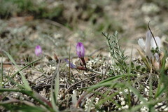 Astragalus subuliformis