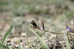 Astragalus subuliformis