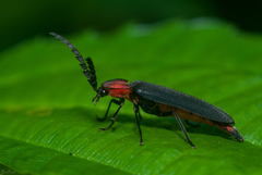 Pyrocoelia sanguiniventer