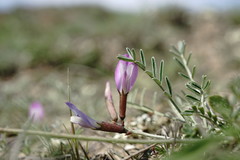 Astragalus subuliformis
