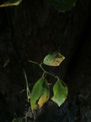 Sarcomphalus amole