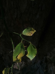 Sarcomphalus amole