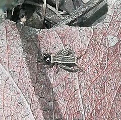 Cophogryllus