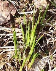 Carex ericetorum
