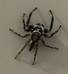 Menemerus bivittatus