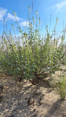 Image of Chascanum garipense by (c) Petra Holland, some rights reserved (CC BY)