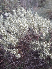 Thymelaea tartonraira