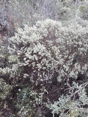 Thymelaea tartonraira