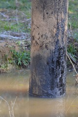 Sus scrofa domesticus