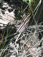 Dictyophorus griseus