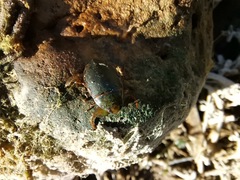 Ambrysus