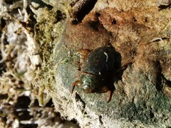 Ambrysus