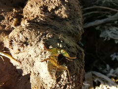Ambrysus