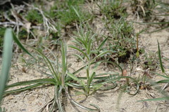 Rochelia retorta