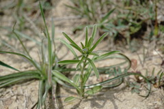 Rochelia retorta