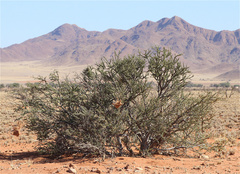 Stegodyphus dumicola