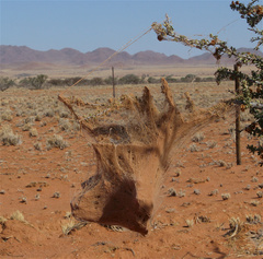 Stegodyphus dumicola