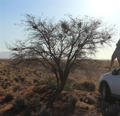 Stegodyphus dumicola