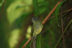 Leptopogon superciliaris