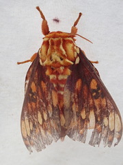 Citheronia andina