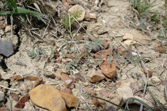 Astragalus oxyglottis