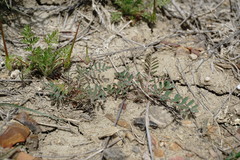 Astragalus oxyglottis