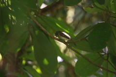 Leptopogon superciliaris