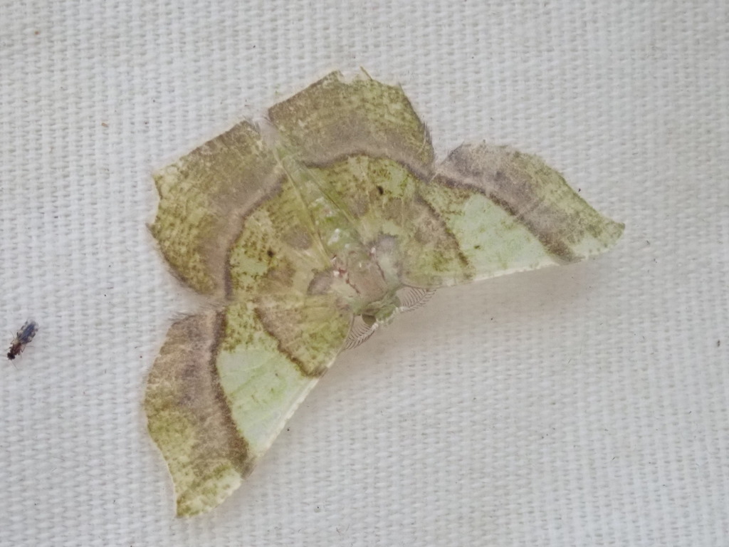 Neagathia corruptata
