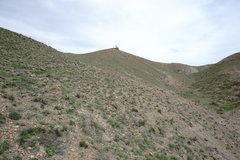 Astragalus oxyglottis