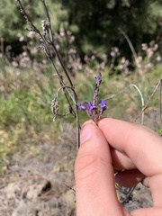 Lavandula canariensis subsp. palmensis image