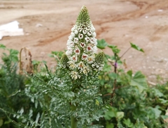 Reseda alba