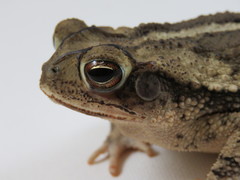 Coastal Plain Toad photo 2