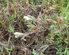 Chloropyron maritimum