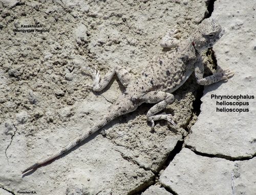 Phrynocephalus helioscopus