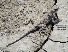 Phrynocephalus helioscopus