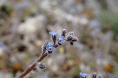 Myosotis refracta