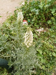 Reseda alba