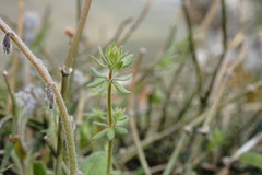 Galium verticillatum