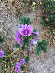 Malva sylvestris