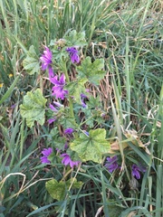Malva sylvestris