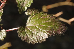 Lamium maculatum