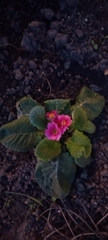 Primula × polyantha