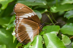 Hypolimnas salmacis salmacis