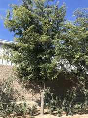 Magnoliopsida