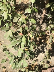 Magnoliopsida