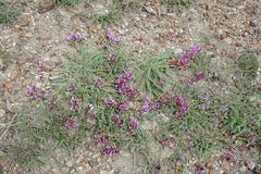 Astragalus suprapilosus