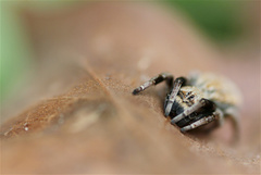 Stegodyphus mimosarum